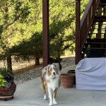 Un Aussietare au pelage bicolore, sur une surface terrassée et portant un collier autour du cou