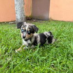 Un Aussietare au pelage tricolore, allongé sur un terrain herbeux et regardant la caméra 