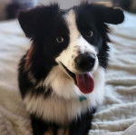 Un Aussietare au pelage bicolore, allongé sur un lit et tirant la langue