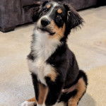 Un Aussietare au pelage tricolore, assis sur une moquette 