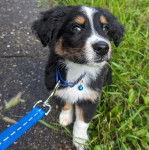 Un Aussietare au pelage tricolore, assis sur un trottoir et qui est tenu en laisse 