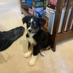 Un Aussietare au pelage tricolore, assis sur une moquette et regardant la caméra 