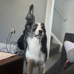 Un Aussietare au pelage bicolore, sur une moquette 