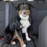 Un Aussietare au pelage tricolore, assis sur le siège d'une voiture et portant un collier autour du cou