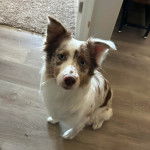 Un Aussietare au pelage tricolore, assis sur un parquet et regardant la caméra 