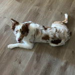 Un Aussietare au pelage tricolore, allongé sur un parquet et regardant la caméra 