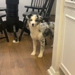 Un Aussietare au pelage bicolore, se tenant à quatre pattes sur un plancher 