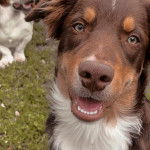 Gros plan d'un Aussietare au pelage tricolore, regardant la caméra 