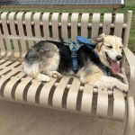 Un Aussietare au pelage tricolore, allongé sur un banc et portant un harnais 