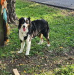 Un Aussietare au pelage tricolore, sur une surface herbacée et tirant la langue 