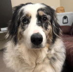 Gros plan d'un Aussietare au pelage tricolore, regardant le plafond 