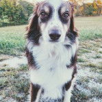 Un Aussietare au pelage tricolore, assis sur une surface herbacée et regardant la caméra 
