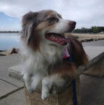 Un Aussietare au pelage tricolore, allongé et qui est tenu en laisse 