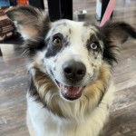 Gros plan d'un Aussietare au pelage tricolore, ayant la gueule ouverte  