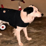 Un Aussietare au pelage bicolore, portant un habit 