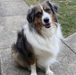 Un Aussietare au pelage tricolore, assis et ayant la gueule légèrement ouverte 