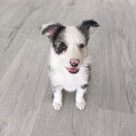 Un chiot Aussietare au pelage tricolore, assis sur un plancher et regardant vers la caméra 