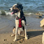 Un Aussietare au pelage bicolore, assis sur un sol sableux et portant un harnais 