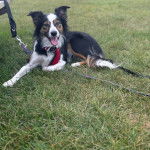 Un Aussietare au pelage tricolore, allongé sur un terrain herbeux et qui est tenu en laisse 