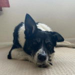 Un Aussietare au pelage bicolore, allongé et regardant la caméra 