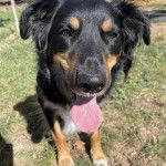 Un Aussietare au pelage bicolore, assis sur un terrain gazonné et tirant la langue 