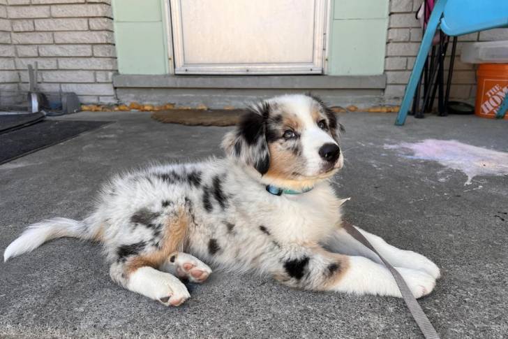 Un Aussietare assis sur une surface terrassée et qui est tenu en laisse 