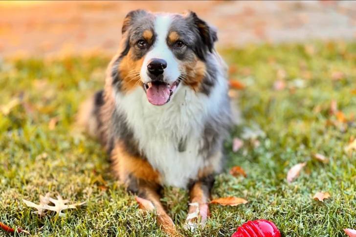 Un Aussietare allongé sur une surface herbacée et tirant la langue 