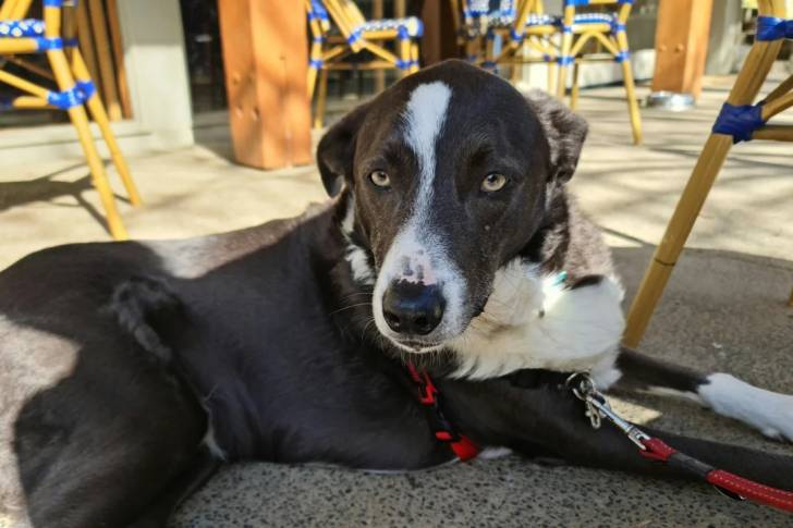 Un Aussietare allongé sur un sol en béton et qui est tenu en laisse