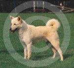 Canaan Dog - Chien de Canaan