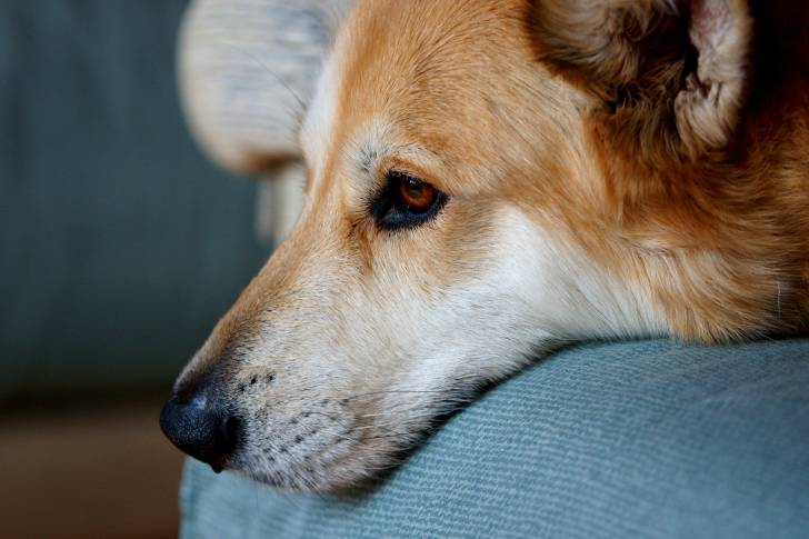 Photo Chien de Canaan