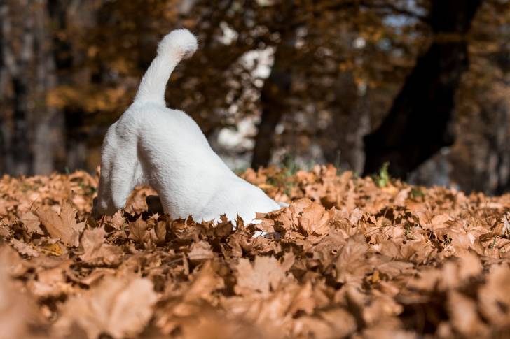 Photo Chien de Canaan