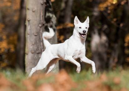 Un Hovawart blanc court dans une forêt