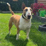 Un English Bulldog Terrier sur une surface gazonnée et portant un collier autour du cou