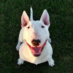 Un English Bulldog Terrier assis sur un terrain herbeux et ayant la gueule ouverte 