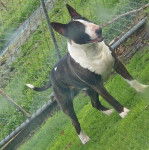 Un English Bulldog Terrier sur une surface gazonnée et semblant détendu 