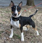 Un English Bulldog Terrier sur une surface bétonnée et qui est tenu en laisse 