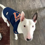 Un English Bulldog Terrier sur un plancher et portant un habit pour chien 