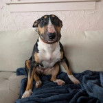 Un English Bulldog Terrier assis et portant un collier autour du cou