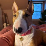 Un English Bulldog Terrier allongé et portant un collier autour du cou