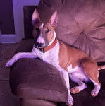 Un English Bulldog Terrier allongé sur un canapé et portant un collier autour du cou