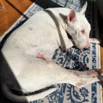 Un English Bulldog Terrier allongé sur un tapis et semblant dormir 