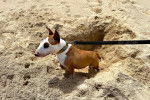 Un English Bulldog Terrier sur une surface sableuse et qui est tenu en laisse
