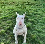 Un English Bulldog Terrier assis sur un terrain herbeux et portant un collier autour du cou 
