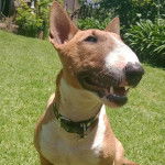 Un English Bulldog Terrier assis sur une surface gazonnée et portant un collier autour du cou