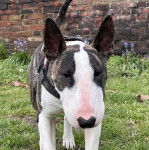 Un English Bulldog Terrier sur une surface herbacée et portant un harnais 
