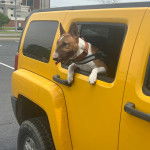 Un English Bulldog Terrier dans une voiture et portant un harnais 