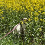 Un English Bulldog Terrier sur une surface herbacée et qui est tenu en laisse