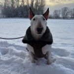 Un English Bulldog Terrier sur une surface enneigée et qui est tenu en laisse 
