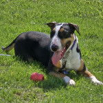 Un English Bulldog Terrier allongé sur une surface herbacée et ayant la langue pendante 