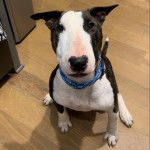 Un English Bulldog Terrier assis sur un plancher et portant un collier autour du cou